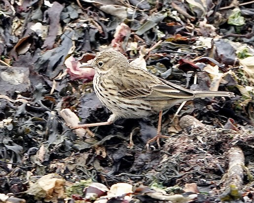 meadow pipit
